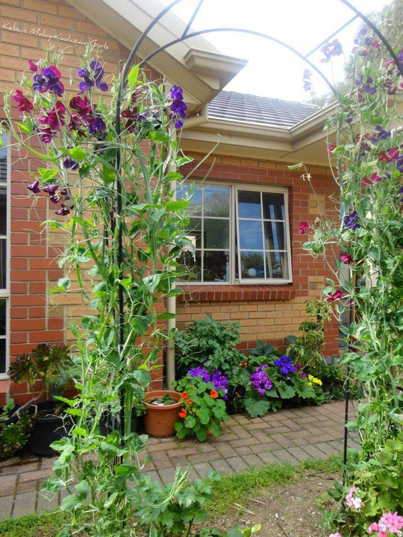 Sweet Pea Arbor