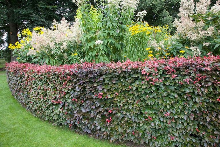12 Living Fences and Natural Borders: Beautiful Alternatives to Wood ...