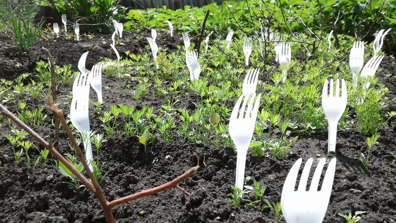 Fork Seedling Protection