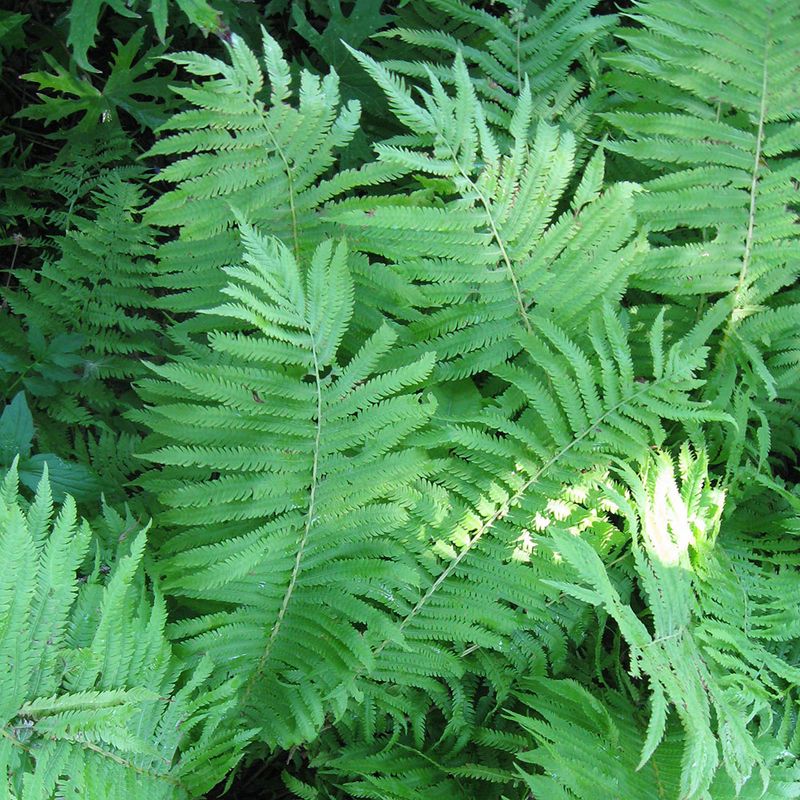 Ferns