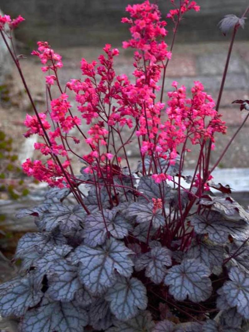 Coral Bells