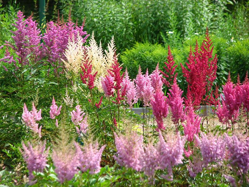 Astilbe