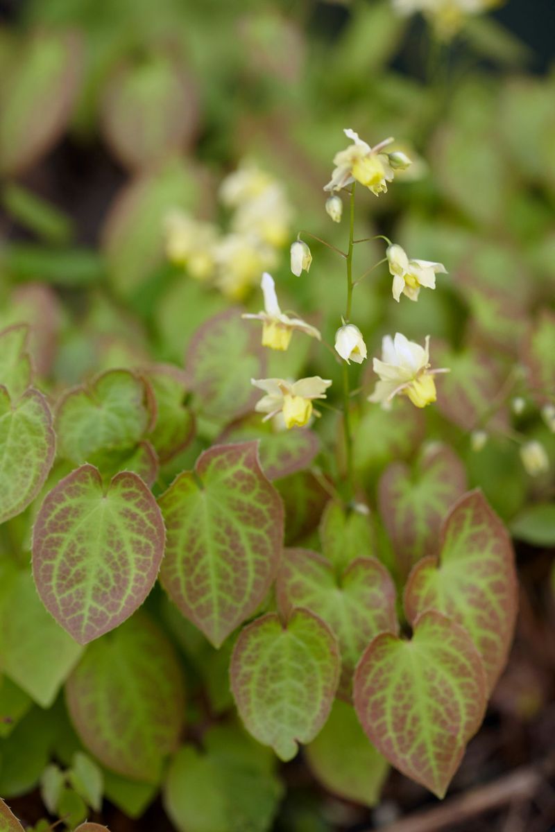 Barrenwort (Epimedium)