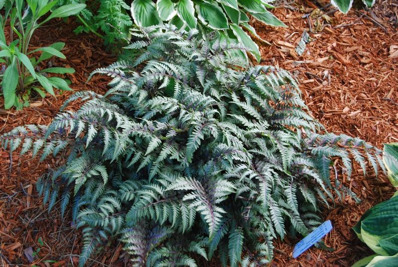 Fern Ally – Japanese Painted Fern (Athyrium niponicum)