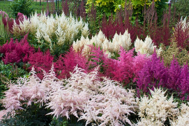 Astilbe (Astilbe spp.)