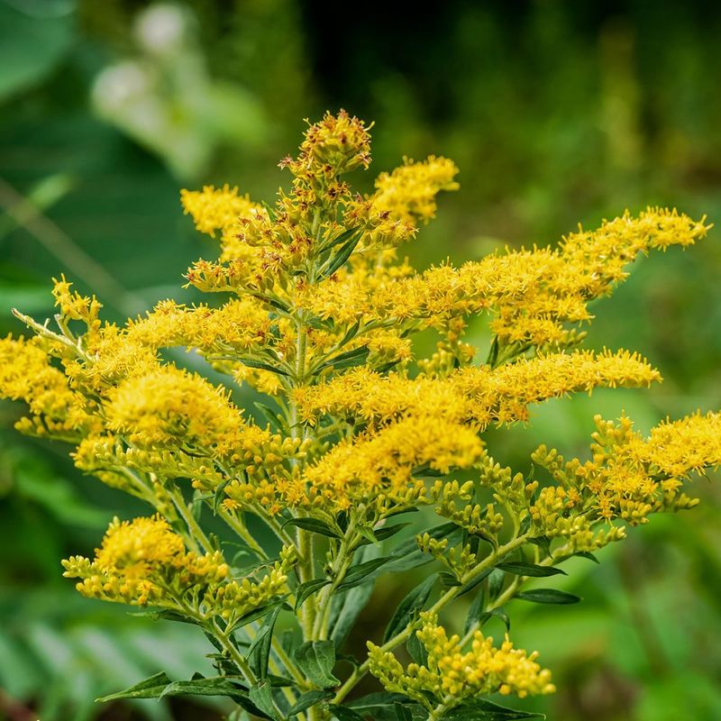 Goldenrod (Solidago spp.)