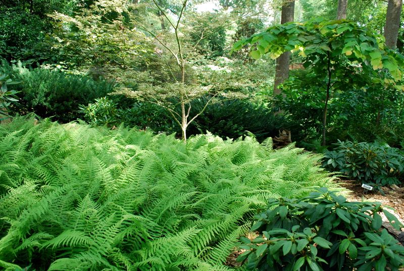 Ferns