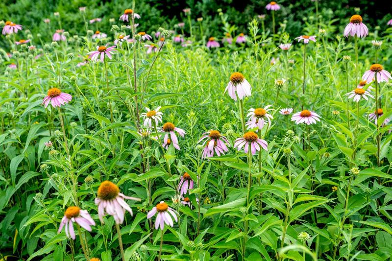 Coneflowers