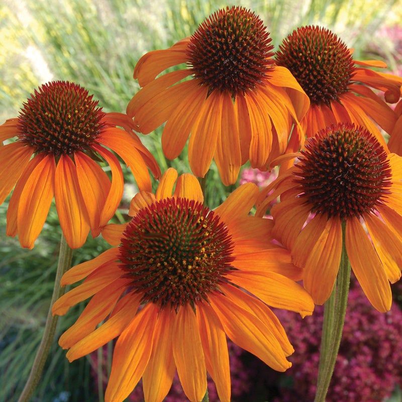 Tiki Torch Coneflower