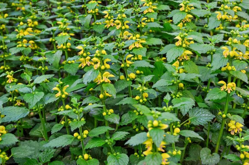 Yellow Archangel