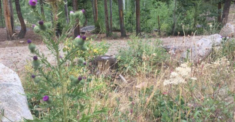 How To Eliminate Thistles From Your Lawn, Garden & Beds