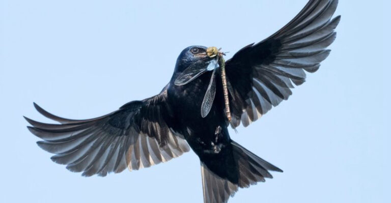 How To Get Purple Martins To Visit Your Garden – And Eliminate Pests!