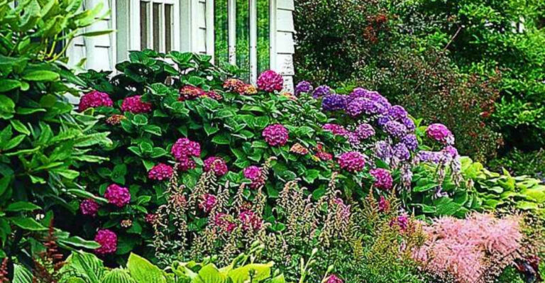 How To Place Shrubs In A Front Yard For The Most Aesthetically Pleasing Look