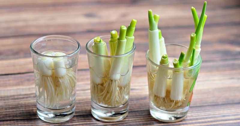 Regrow Green Onions