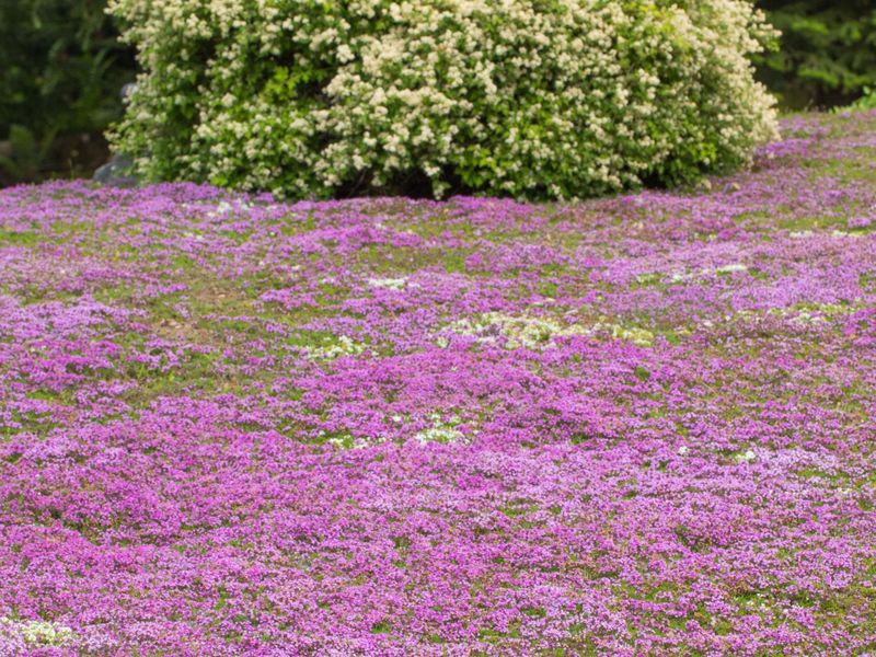 Creeping Thyme