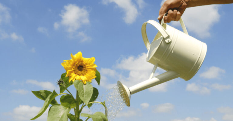 How to Grow Gorgeous Sunflowers in Pots—No Garden Required