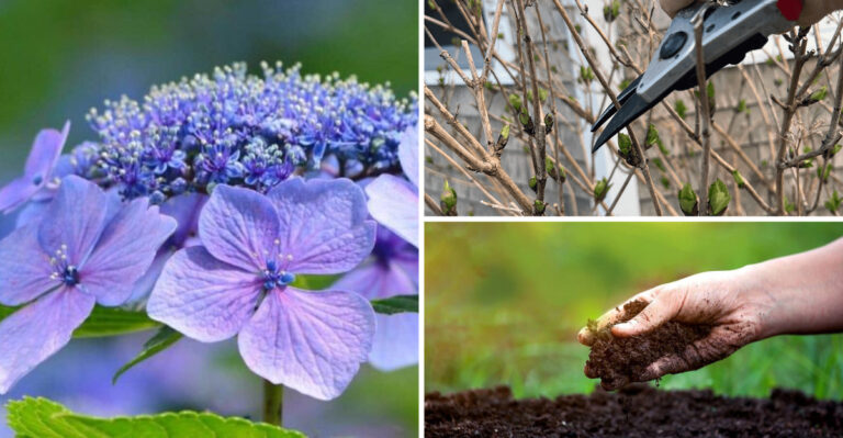How to Grow Lacecap Hydrangeas With Perfect Blooms Every Time