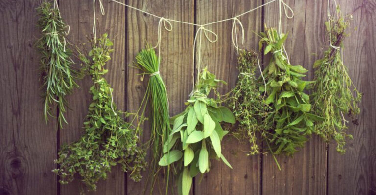 How to Grow a Fragrant Herb Garden: Planting, Harvesting, and Uses