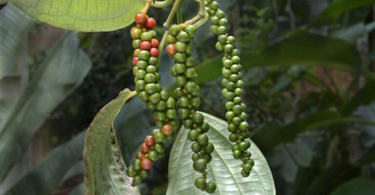 How to Grow and Care for Potted Black Pepper: Your Guide to Fresh, Homegrown Peppercorns