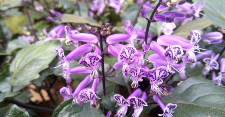 How to Grow ‘Mona Lavender’ for Color That Lasts Into Fall