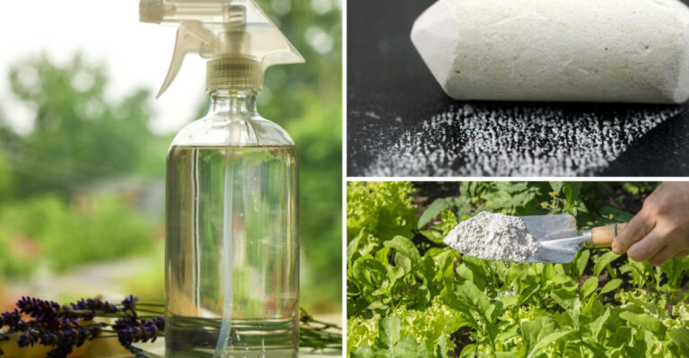 How to Keep Ants Away From Your Flower Beds Naturally
