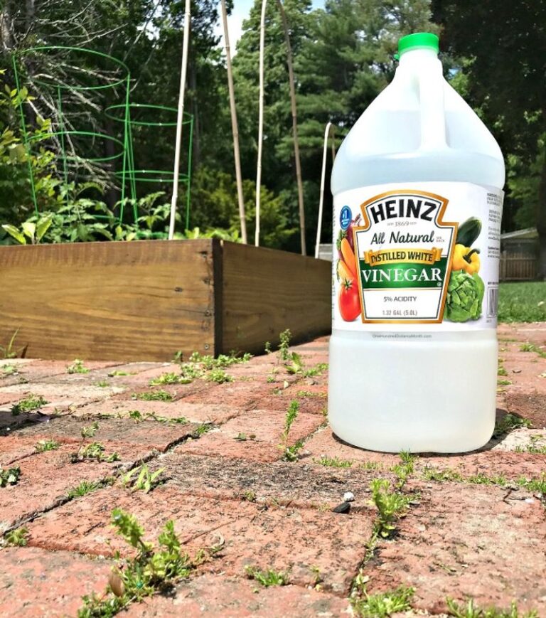 How to Kill Weeds Naturally with Vinegar – 10 Easy Steps for Chemical ...