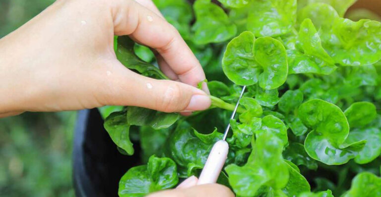 How to Plant and Grow Watercress