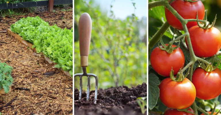 How to Raise a Salsa Garden From Scratch