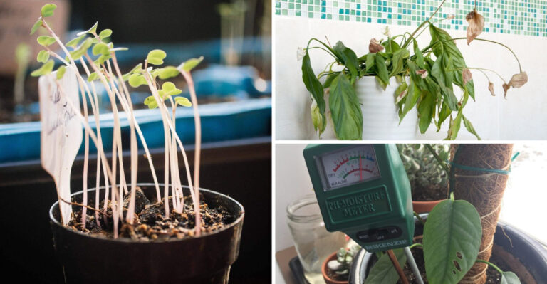 How to Tell If a Plant Needs More Sun or Water