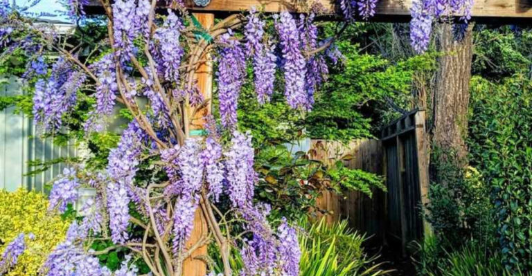 How to Train Vines to Climb Walls or Fences
