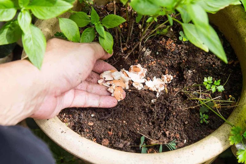 Composting with Eggshells