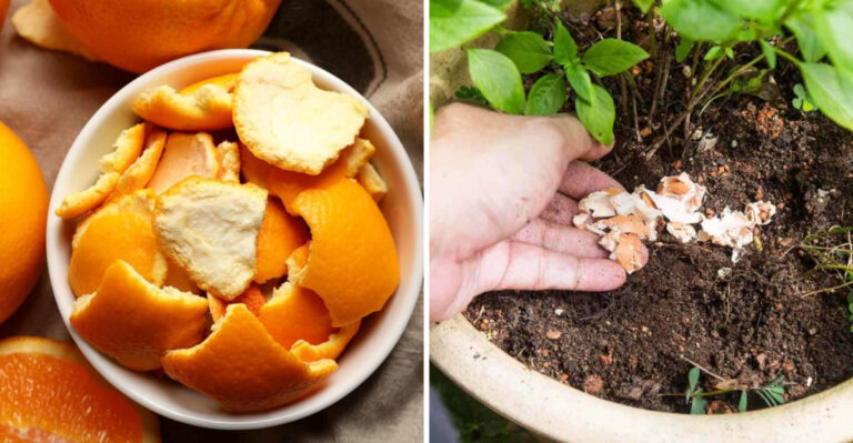 How to Turn Kitchen Waste Into Powerful Plant Food
