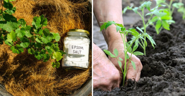 How to Use Epsom Salt to Help Plants Thrive