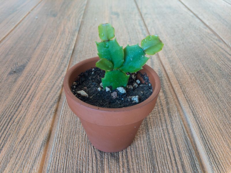 Christmas Cactus (Schlumbergera)