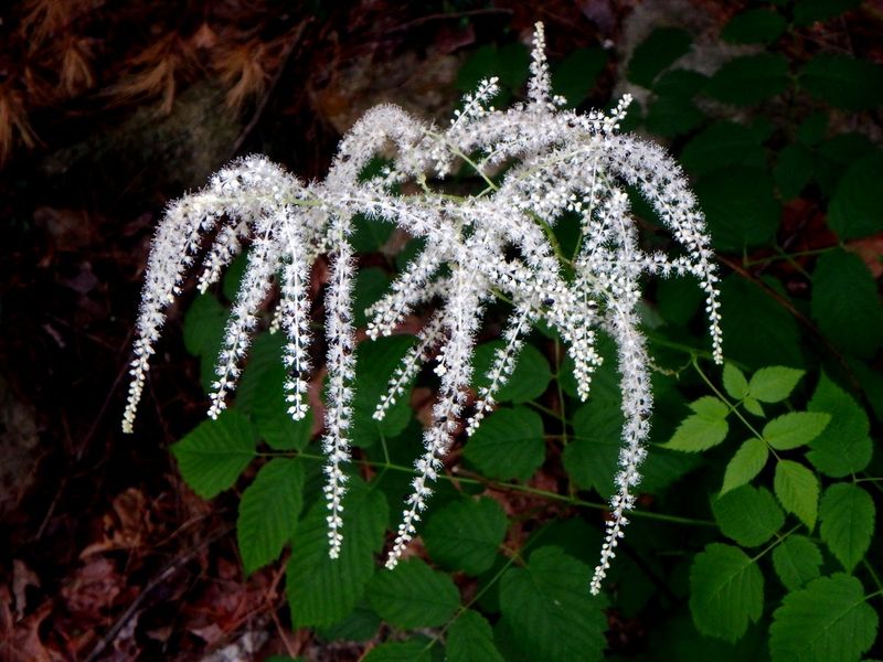 Goat’s Beard (Aruncus dioicus)