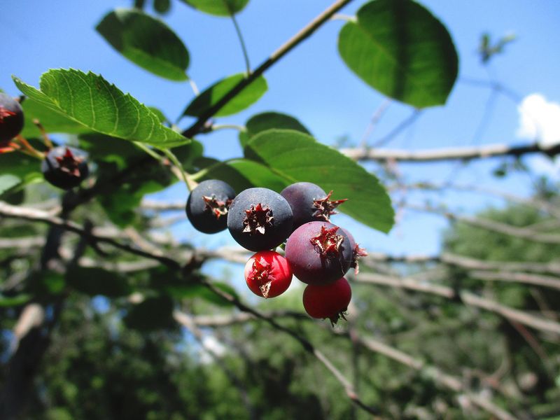 Saskatoon Berry