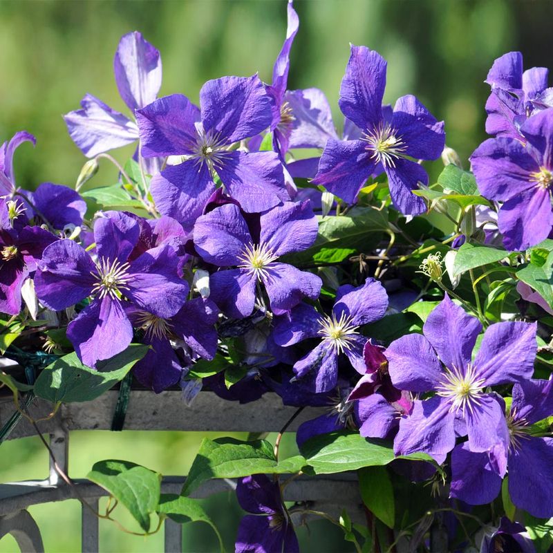 Clematis 'Jackmanii'