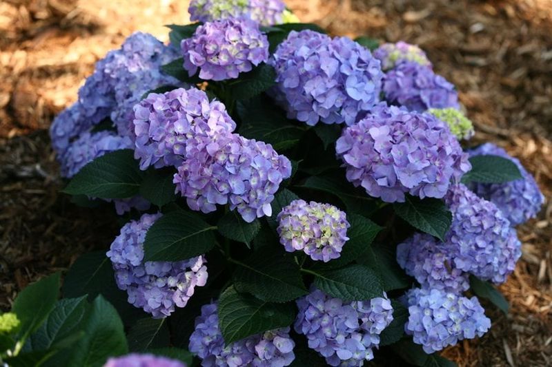 Hydrangeas (Bigleaf – Hydrangea macrophylla)