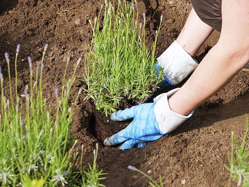 Lavender: The Germination Gamble