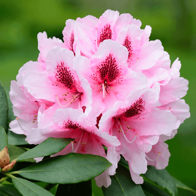 Rhododendron