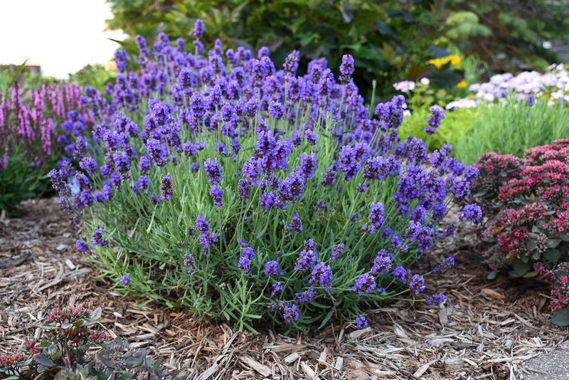 Lavender (Lavandula)