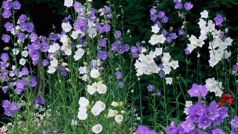 Campanula (Bellflower)