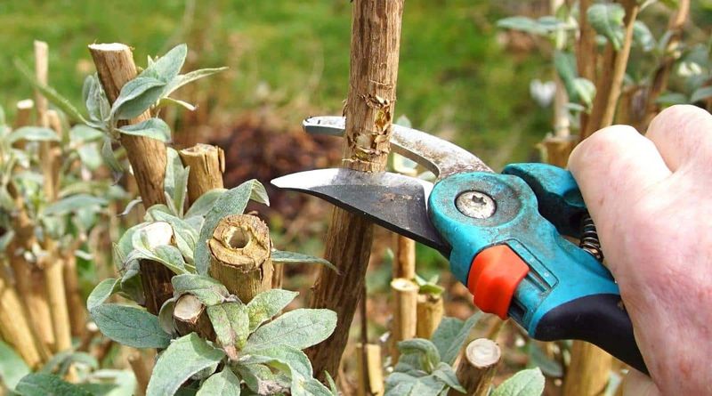 Pruning in Wet Conditions