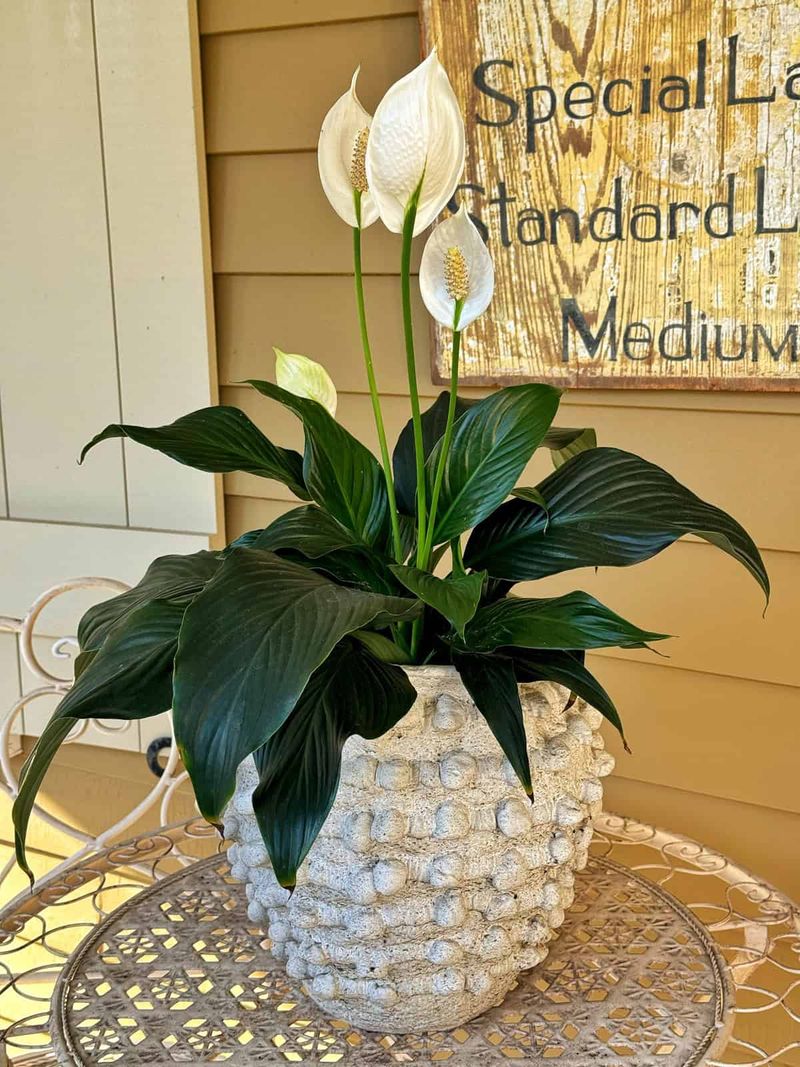 Using Decorative Pots Without Drainage