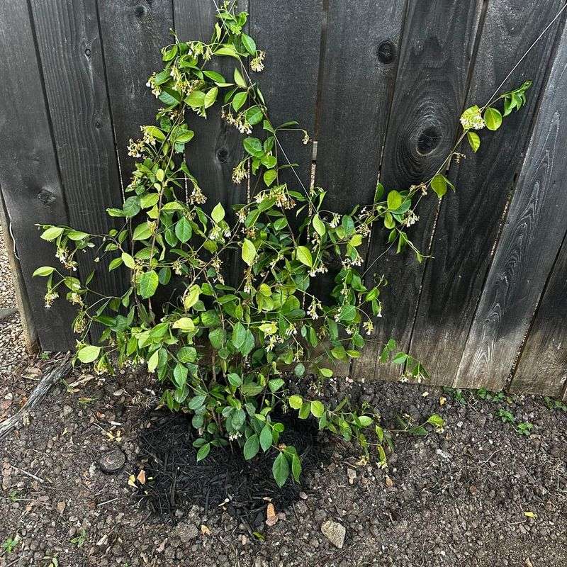 Skipping Soil Testing