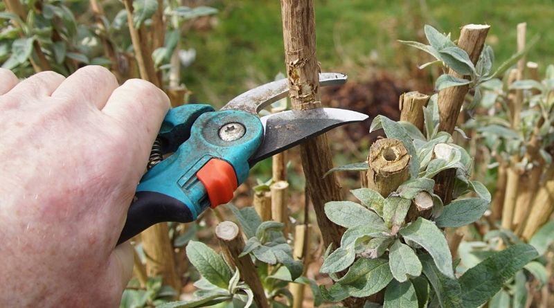 Pruning Without a Plan