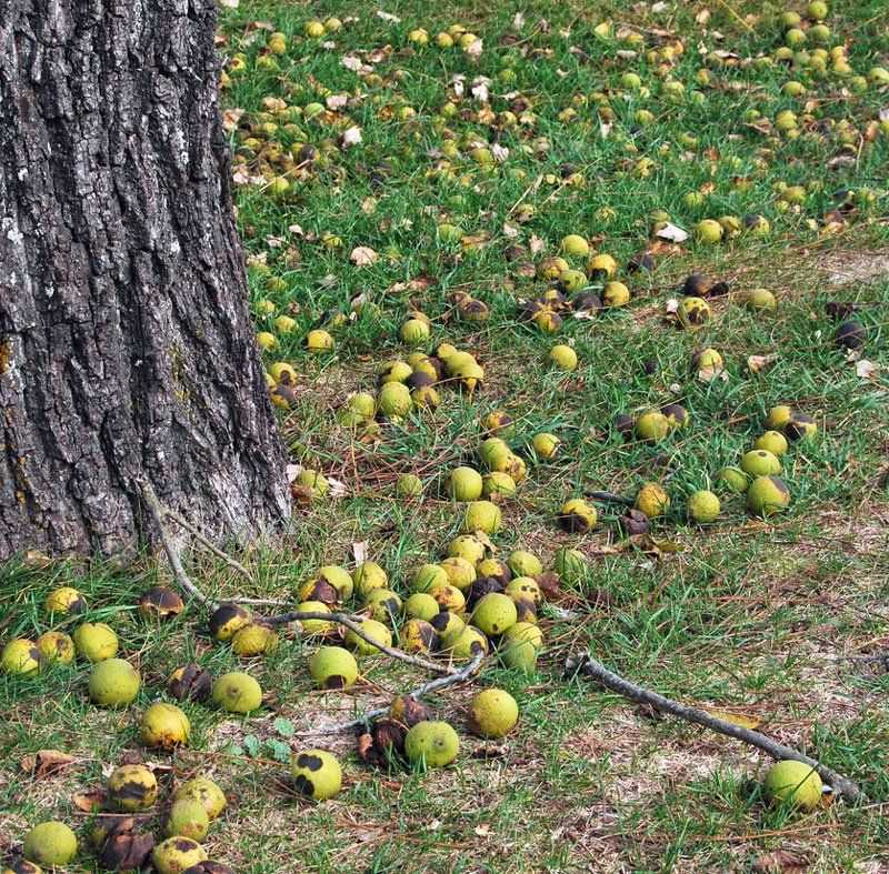 Planting Allelopathic Walnut Trees Near Gardens
