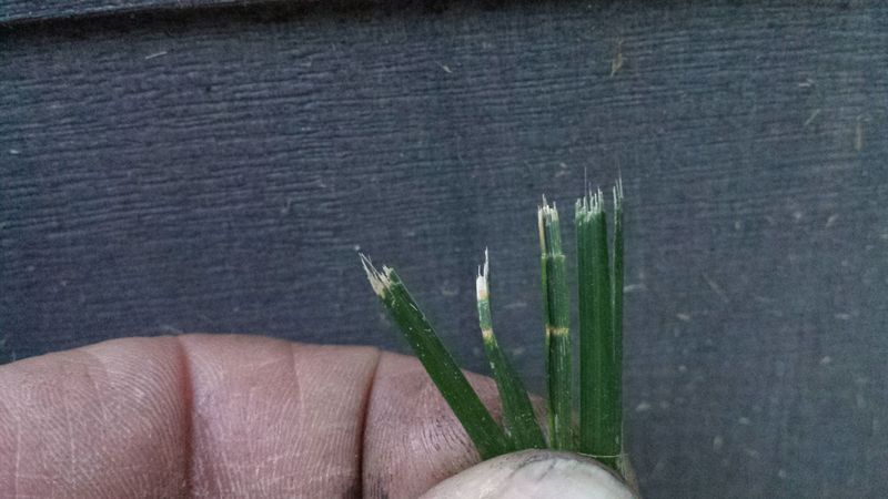 Using Dull Mower Blades