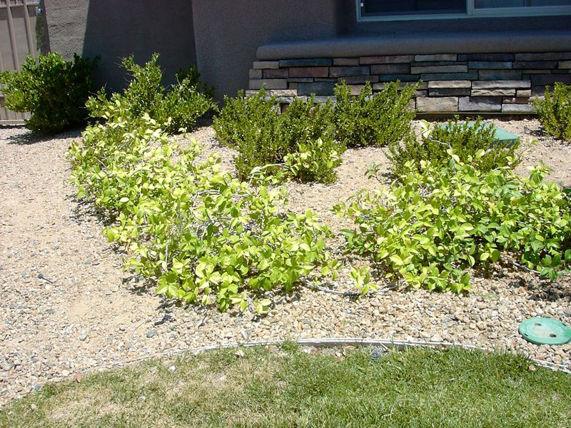 Inadequate Soil Drainage