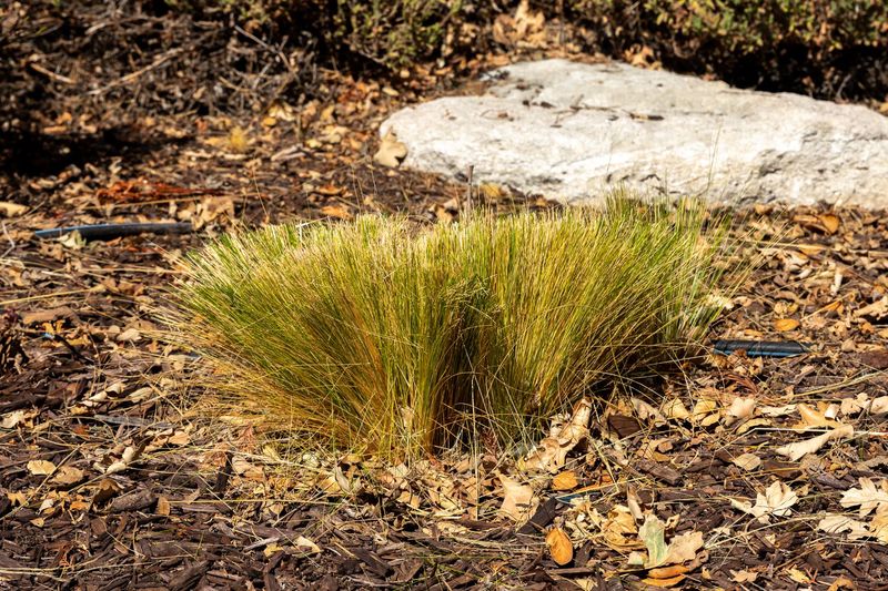 Not Cutting Back Ornamental Grasses